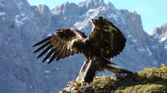 Der Naturpark Karwendel ist das größte Schutzgebiet Nordtirols. | © Naturpark Karwendel / Otto Leiner